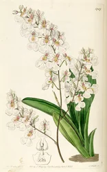 Tolumnia pulchella (als syn. Oncidium pulchellum)
